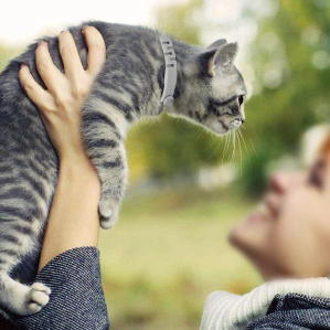 Set X2 Zgarda antiparazitara, pentru purici si capuse, protectie pana la 8 luni pentru animale (caini si pisici)